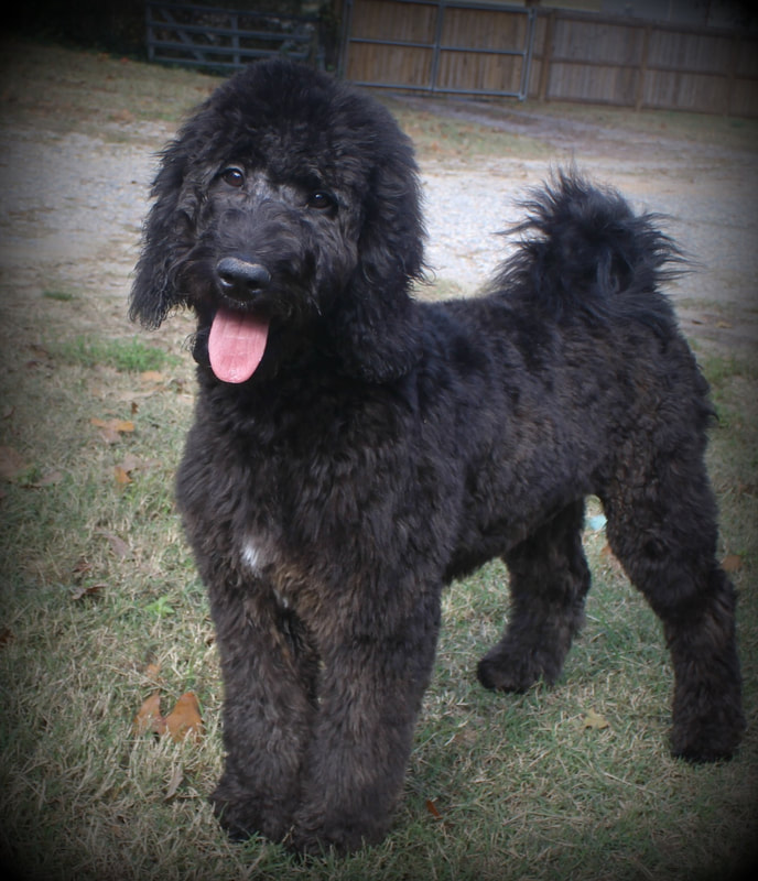 f1b bernedoodle black